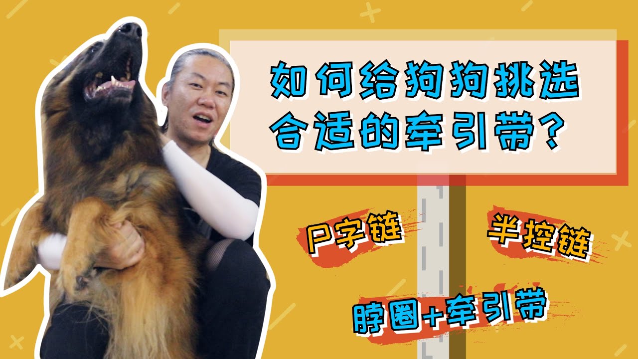【养狗小白入门指南】各种牵引带琳琅满目，到底哪款才是真正适合你的？！