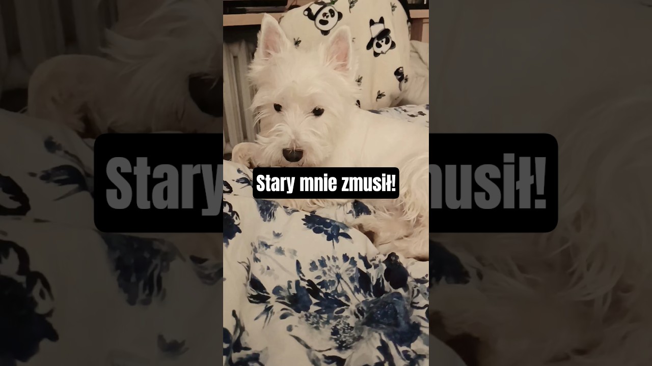 Stary zmusił, ale jednak trochę racji ma😅.#śmieszne #pies #dc #pieskiezycie #westie #shorts #fyp