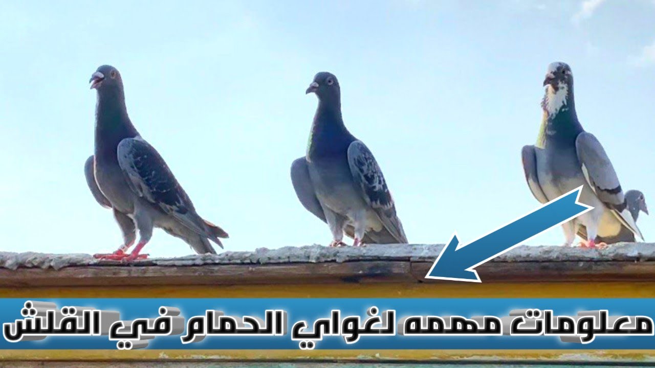 معلومات مهمه محدش هيقولك عليها في فتره قلش الحمام الزاجل