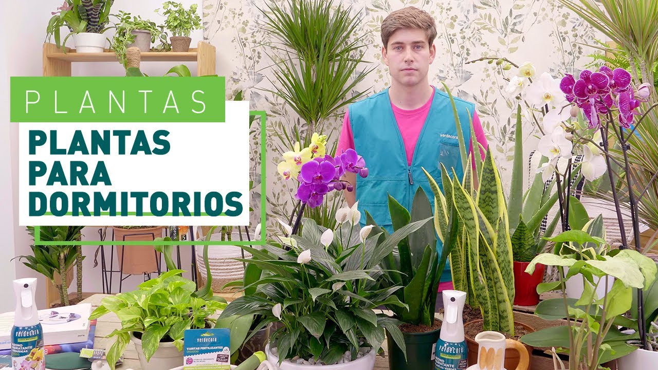 Las mejores plantas para el dormitorio | Plantas en VERDECORA