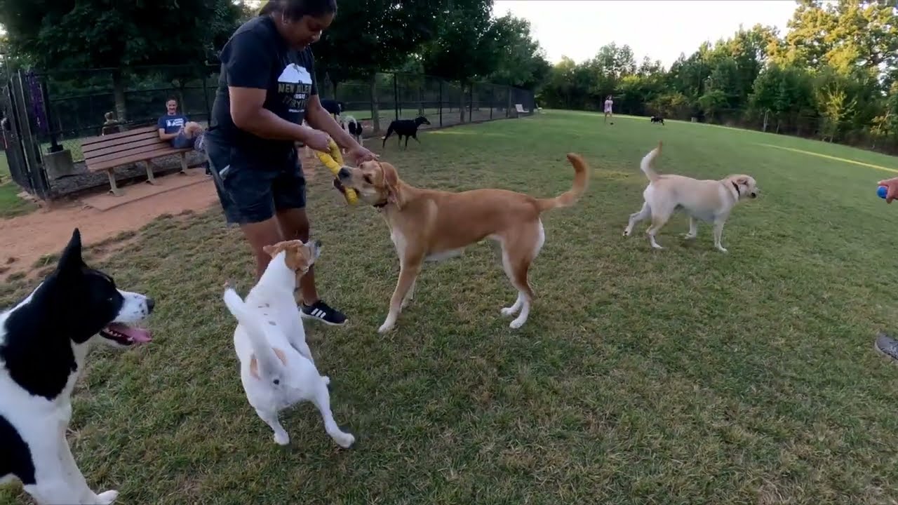 Dog Park TV with the evenings cooling down, more new puppers are showing up.