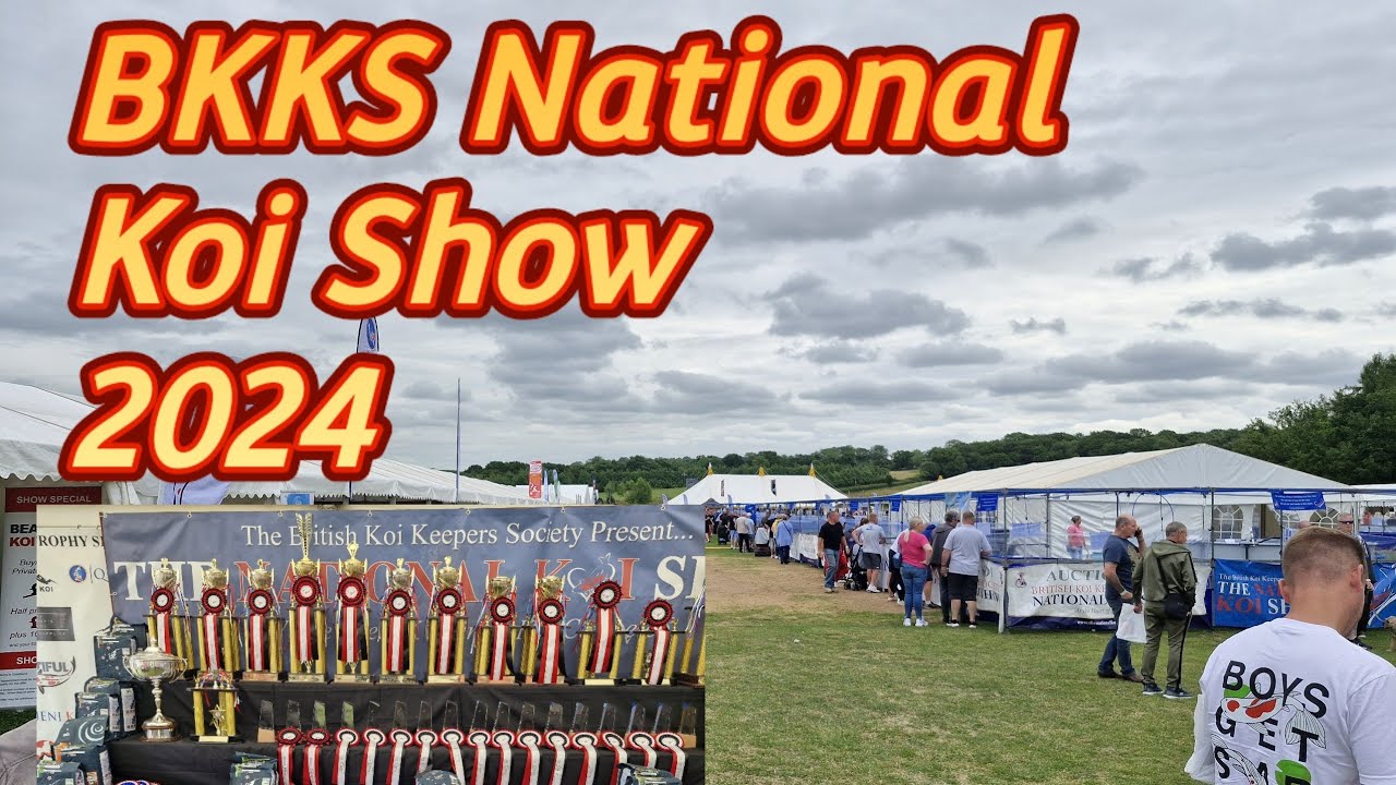 BKKS National Koi Show 2024 #koi #koipond #bkks