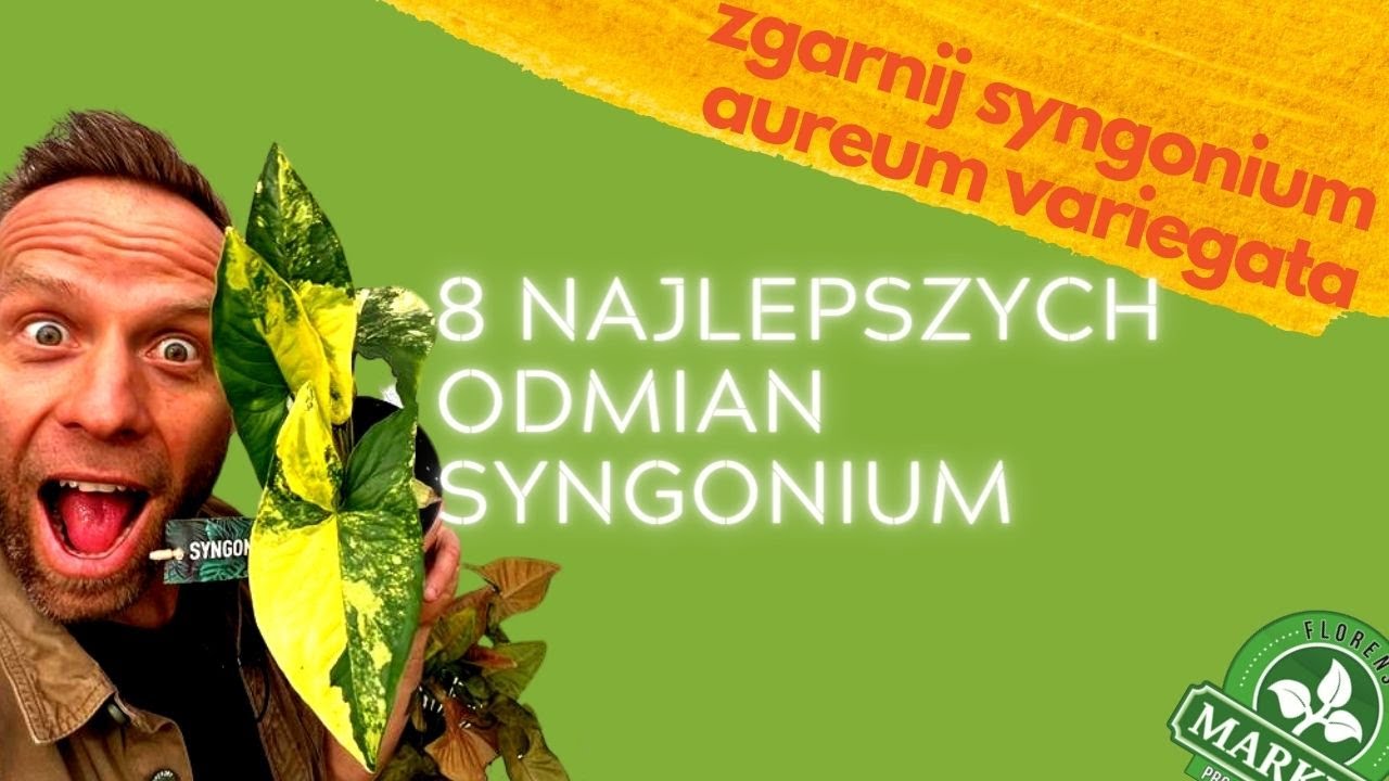 8 TOP SYNGONIUM🪴Rośliny domowe,kt&oacute;rych jeszcze nie masz😍