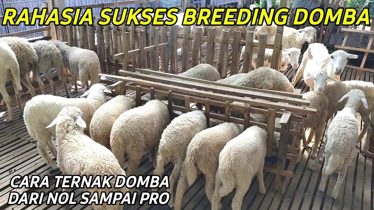 SUKSES BREEDING DOMBA SISTEM KOLONI 1 PEJANTAN VS 10 BETINA | CERITA PETERNAK SUKSES