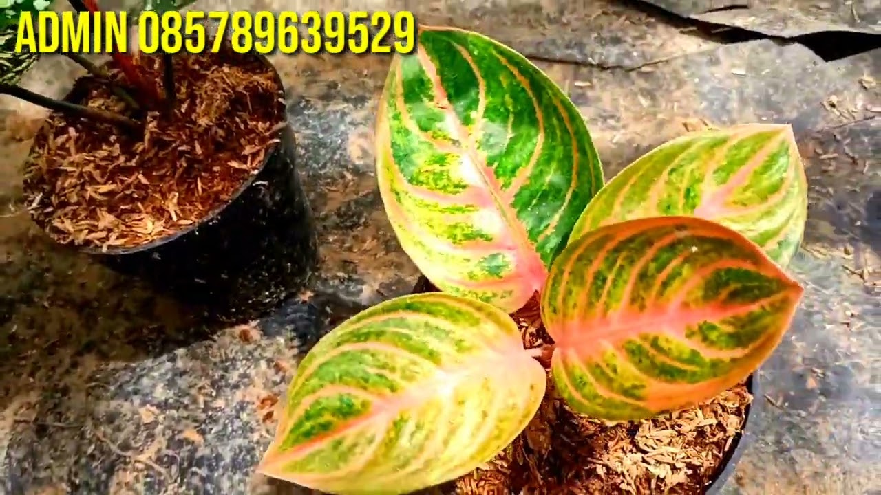 OBRAL AGLONEMA Rp 10000 an!!1 100 dapet 12
