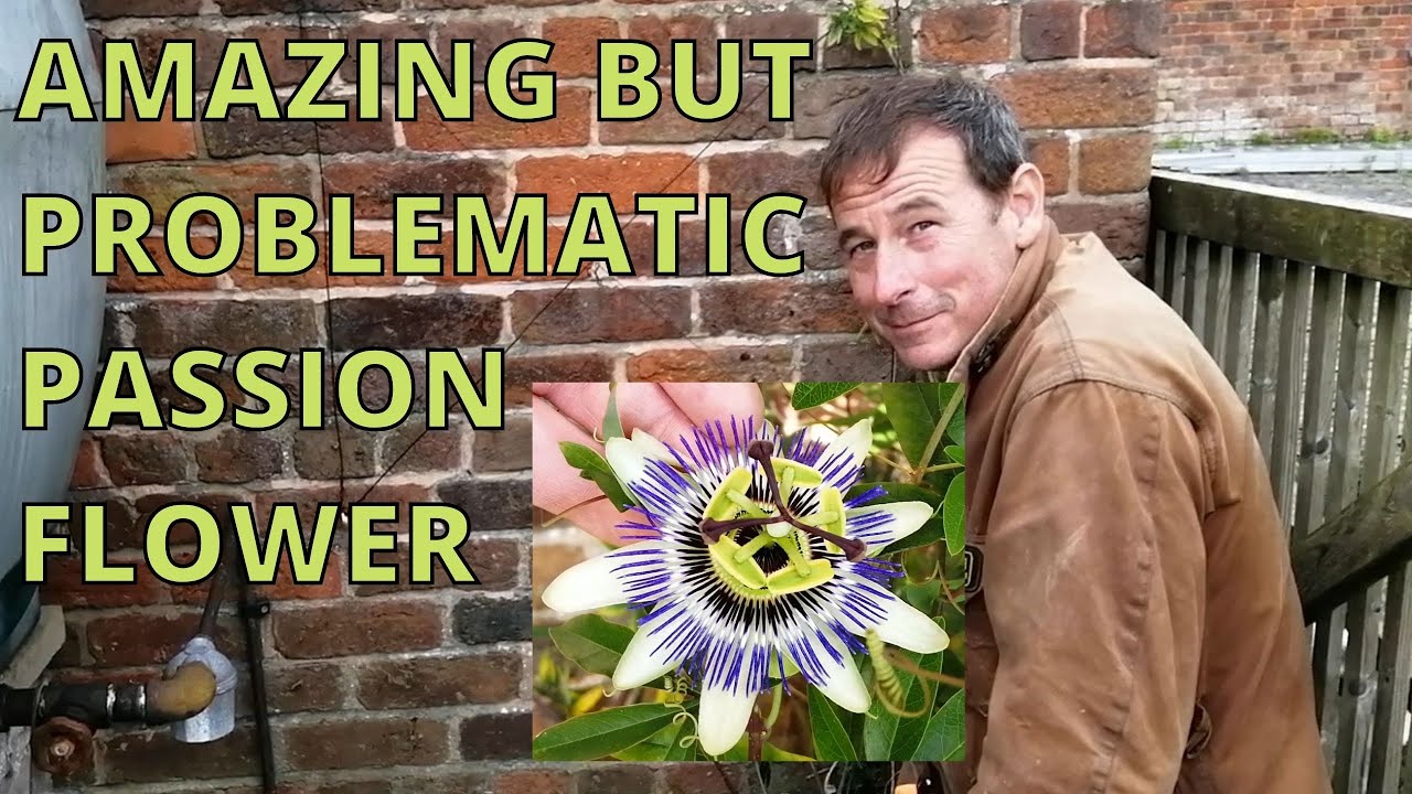 Passion Flower, gardening, passiflora.