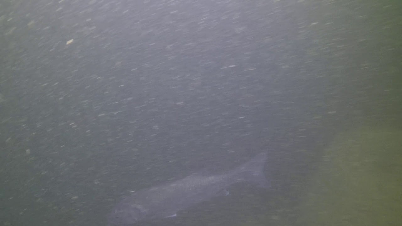 Bar commun (Dicentrarchus labrax)