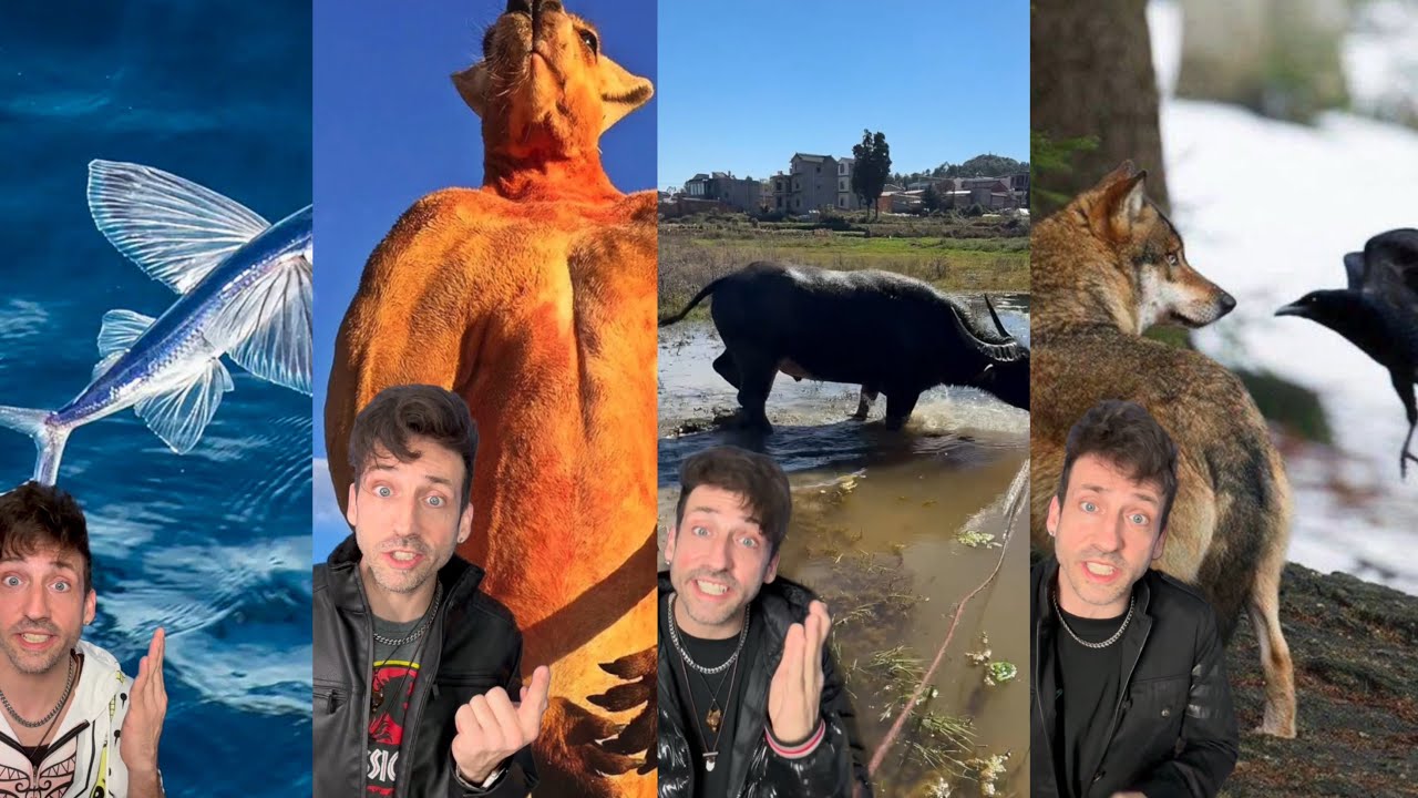 Подборка 20 лучших песен Odd Danny!