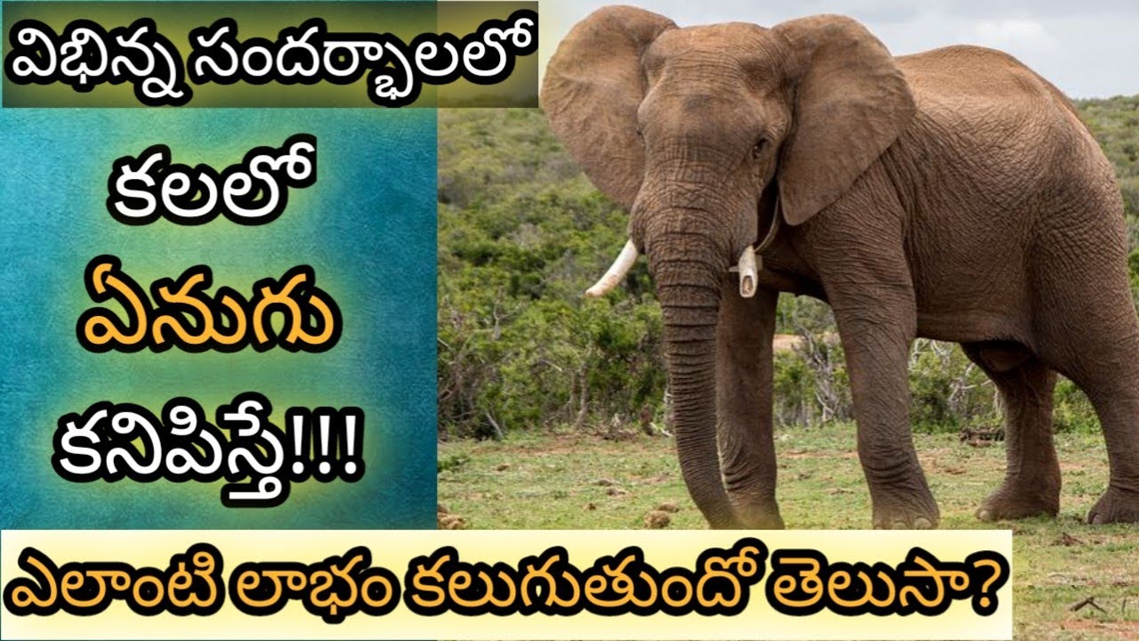 Elephant in Dream Analysis & Meaning || Dreambook