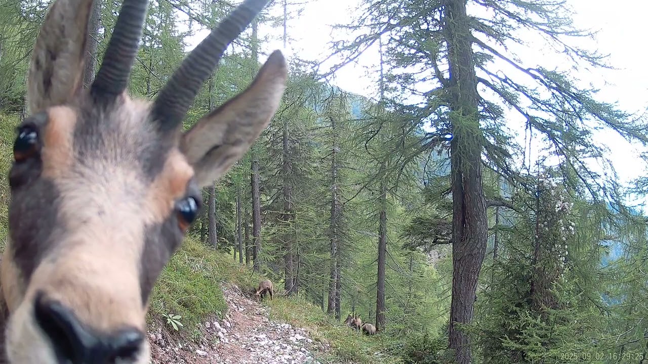 Chamois (Rupicapra rupicapra)