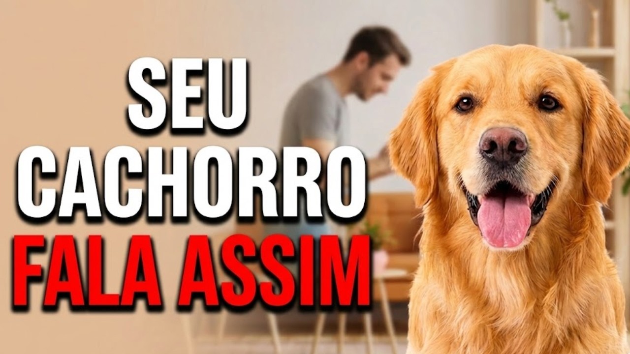Seu Cachorro Fala Com Você O Tempo Todo: 7 Sinais Que Você Ignora