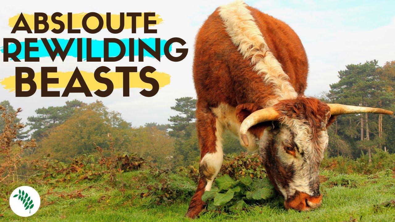 REWILDING BRITAIN - Grazing Ecology of English Longhorn Cattle