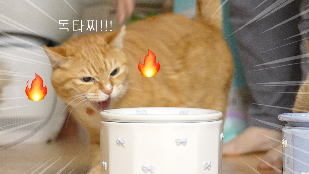 길에서 독 탄 밥만 보고 살았냐고ㅜㅜ