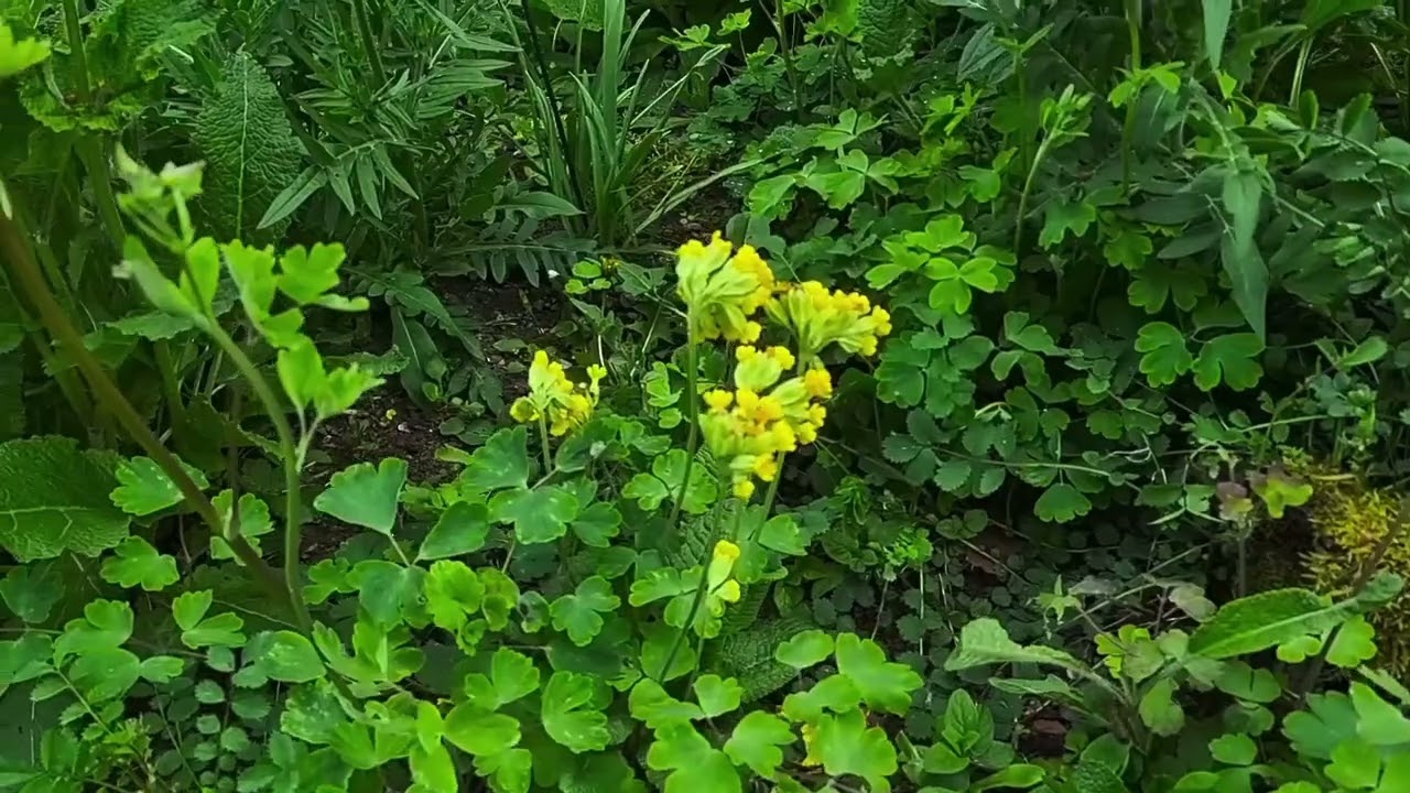 Spaziergang durch die Wildnis GARTEN im April
