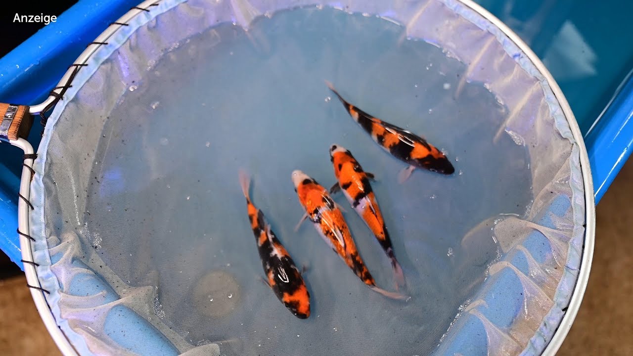 Modern Koi Blog #3894 - Selektion unserer großen Tosai Showa & Goshiki