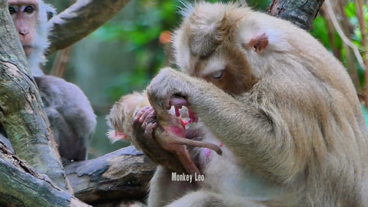 monkey rose she is very love newborn baby monkey robin, really lovely monkey.