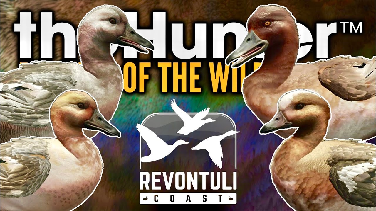 ABSOLUTELY QUACKERS! TONS OF TROPHY DUCKS! LEUCISTIC MALE EURASIAN TEAL, WIGEON AND SO MUCH MORE!