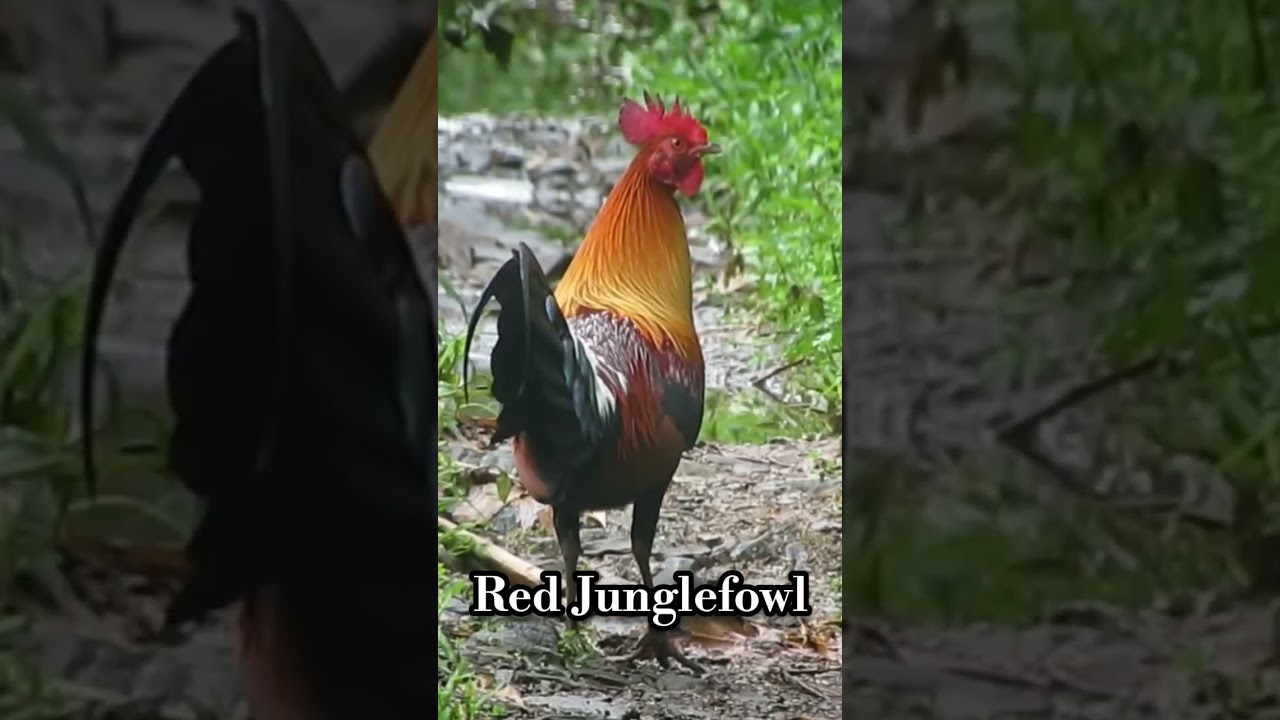 Red Junglefowl.Eaglenest wildlife sanctuary (Species no. 34)