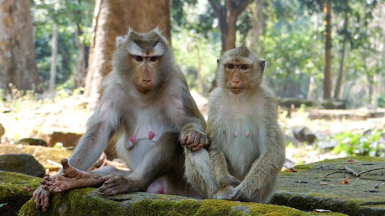 Silent gentle nature |Monkey Libby cleans monkey Rainbow during their pregnant time