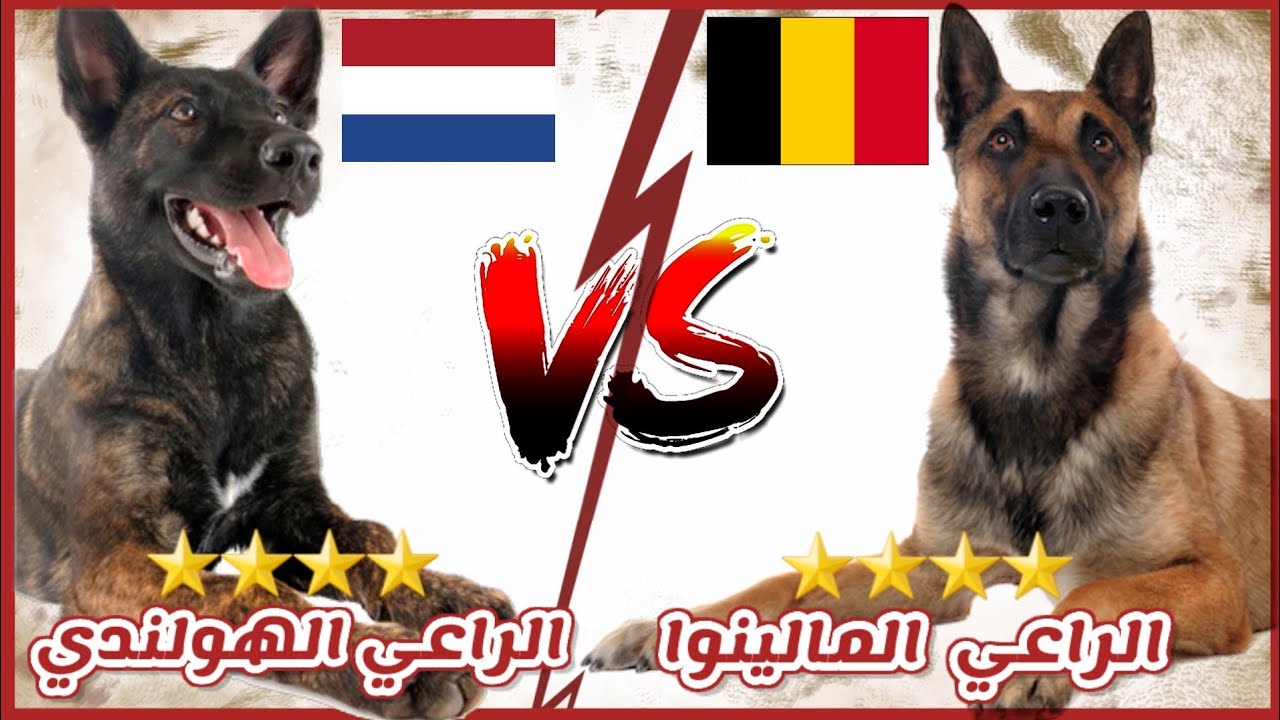 المقارنة الشاملة بين الراعي البلجيكي المالينوا VS الراعي الهولاندي || Dutch Shepherd VS Malinois