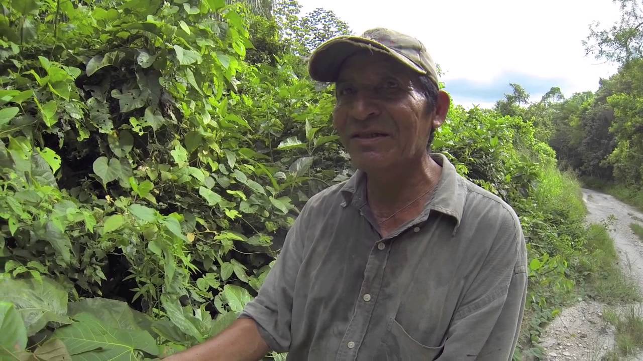 Medical plants Belize with Maya Bush Doctor