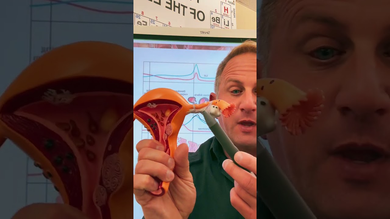 Menstrual cycle 