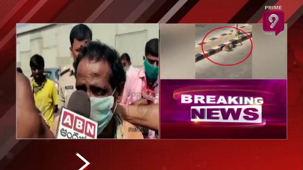 Leopard Hulchul In Hyderabad National Highway At Katedan | Prime9 News