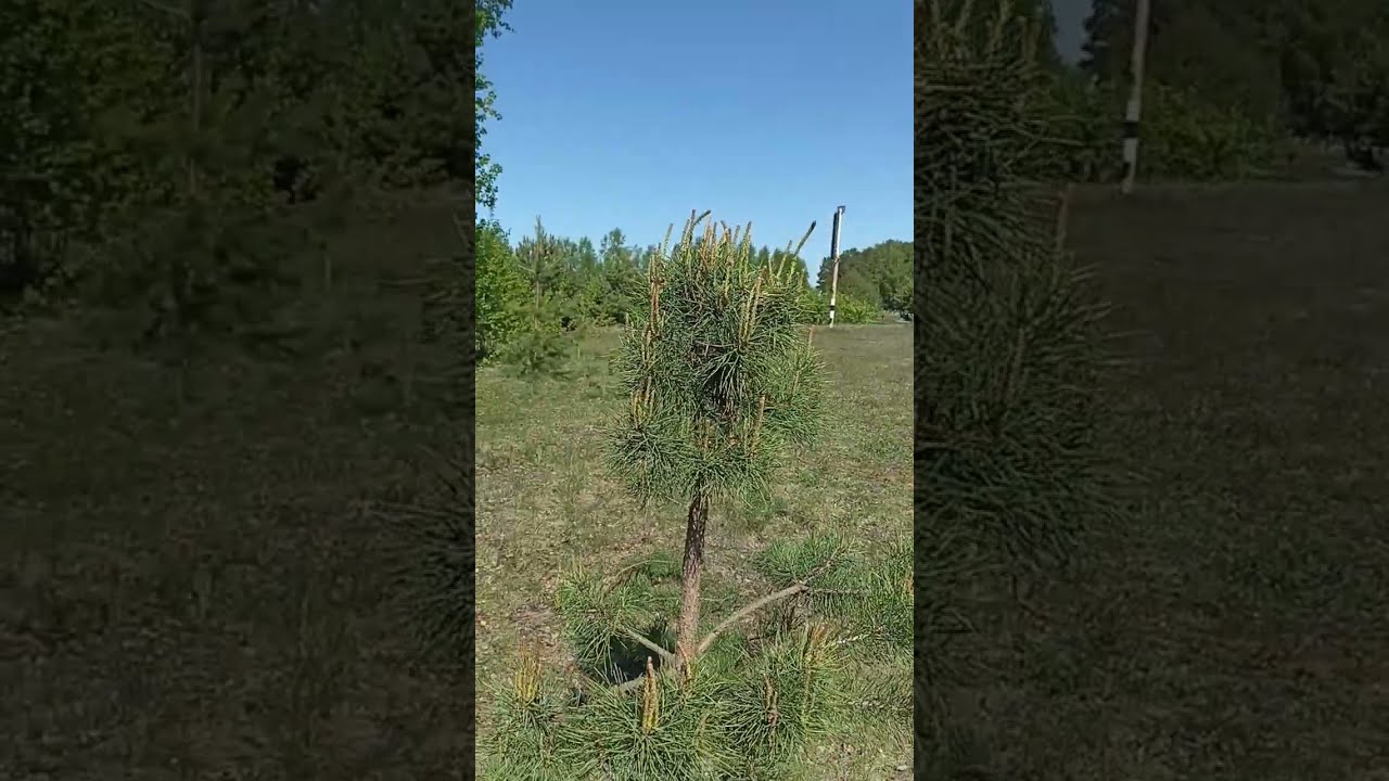 Ниваки из обычной сосны, первый этап.