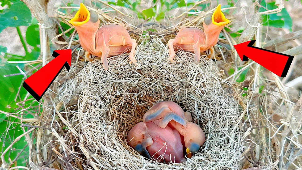 Tiny Baby Birds Opening Mouths for Food Heart Touching Scene of Hungry Chicks @birdsandbaby8259 