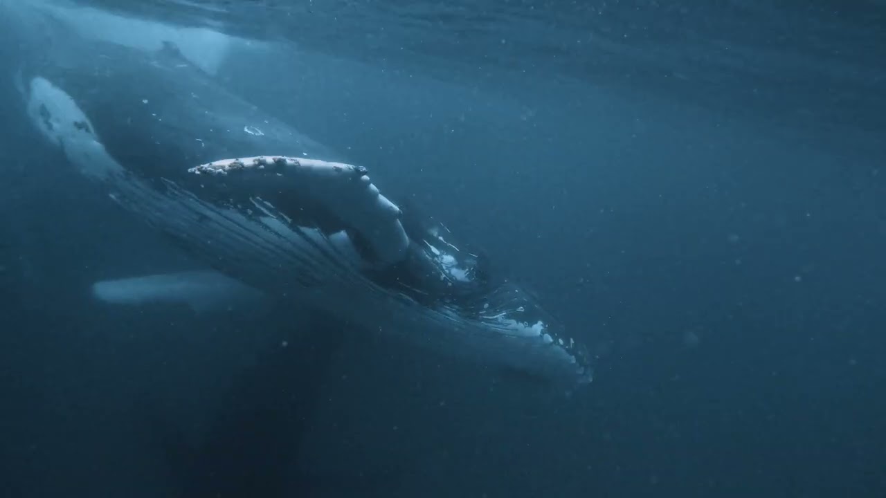 The Intimate Journey of The Humpbacks