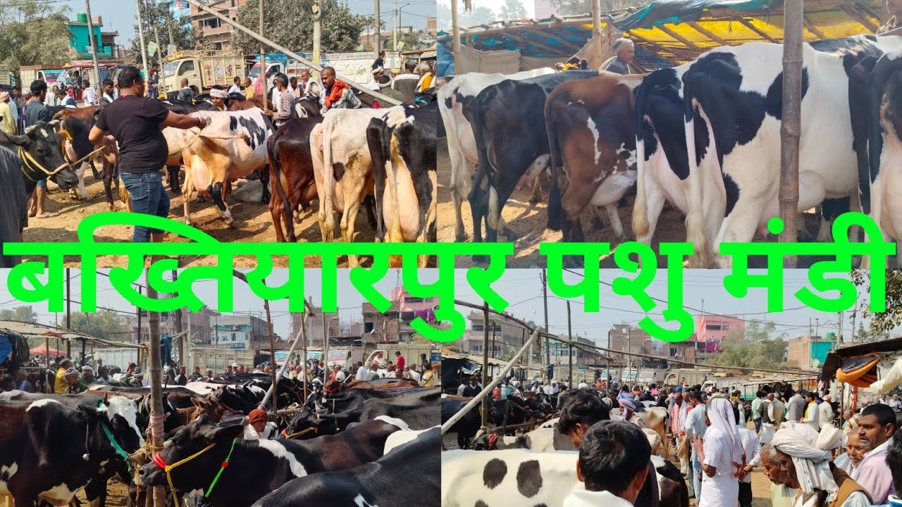 झारखंड से आए बख्तियारपुर पशु मंडी में 75500 में गाय लिए cow Mandi bakhtiyarpur pashu Mandi Bihar 