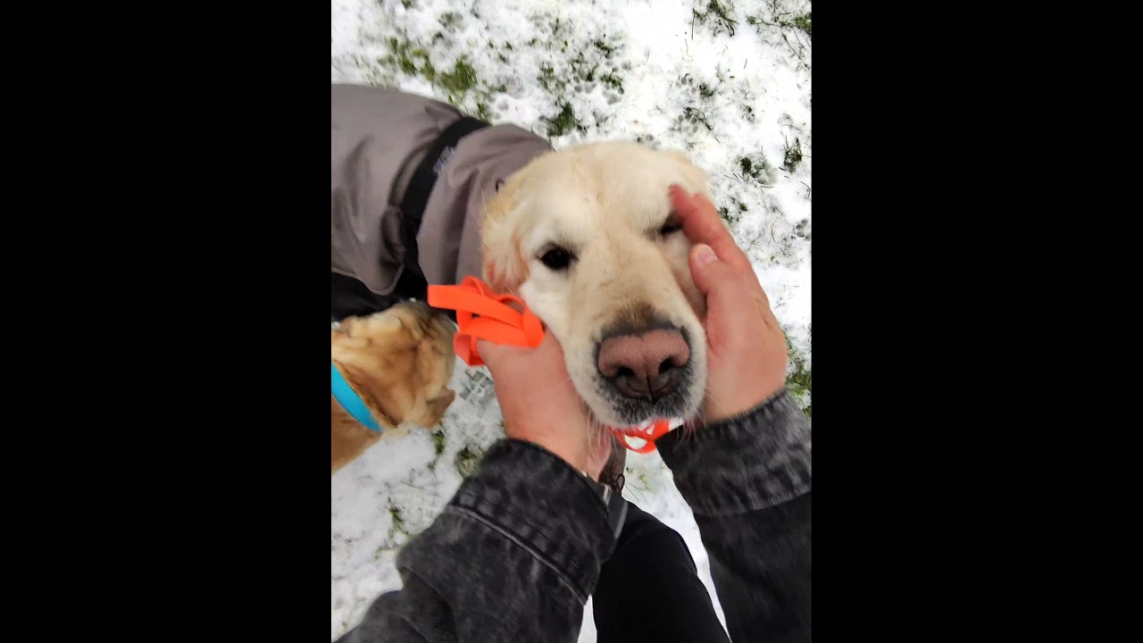 Golden Retriever Rocket 🚀🐾🦮 #золотистыйретривер #золотистийретривер #goldenretriever #labrador #dogs