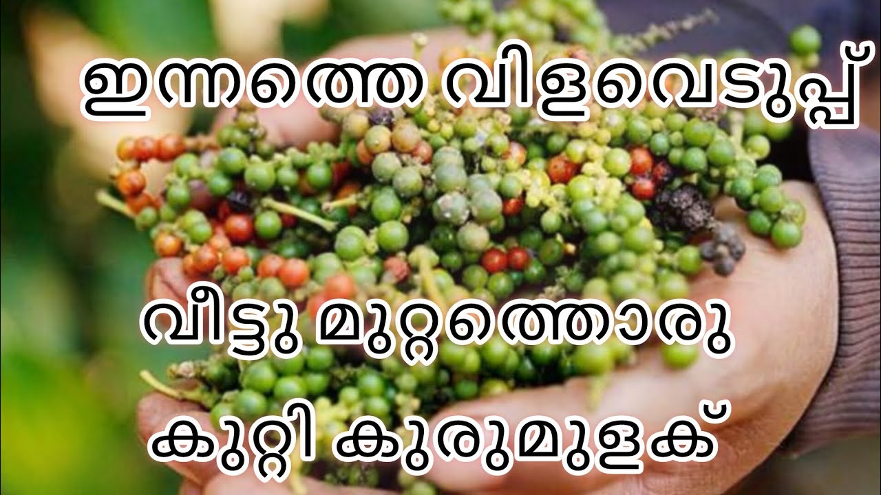 കുറ്റി കുരുമുളക് വിളവെടുപ്പ് ( Harvesting )
