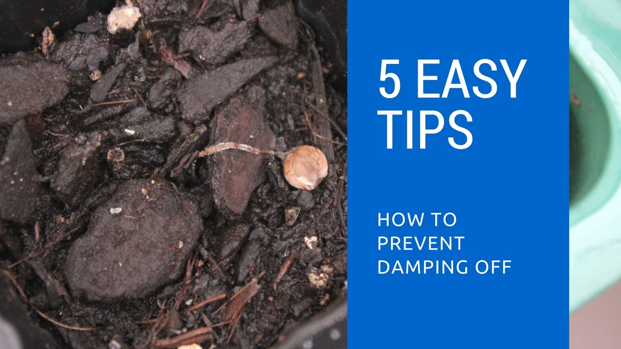 How to cure damping off in young seedlings