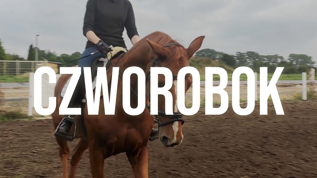 Program ujeżdżeniowy L3 | Trening ujeżdżeniowy na Mistralu | Jazda konna