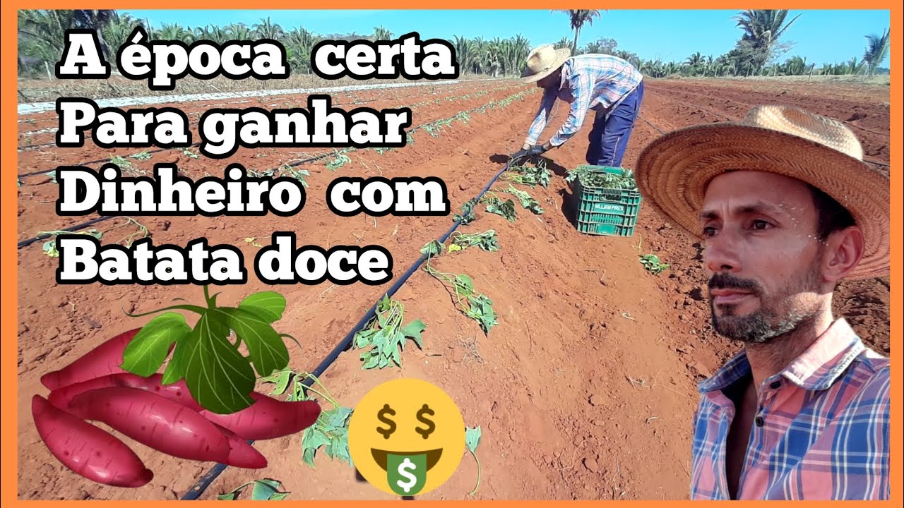 Epoca de plantar batata doce e pegar bom preço.