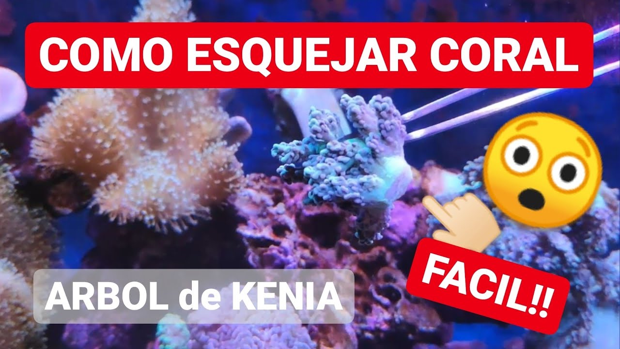 COMO ESQUEJAR ARBOL de KENIA ? MUY FACIL ! 👈🏻😲