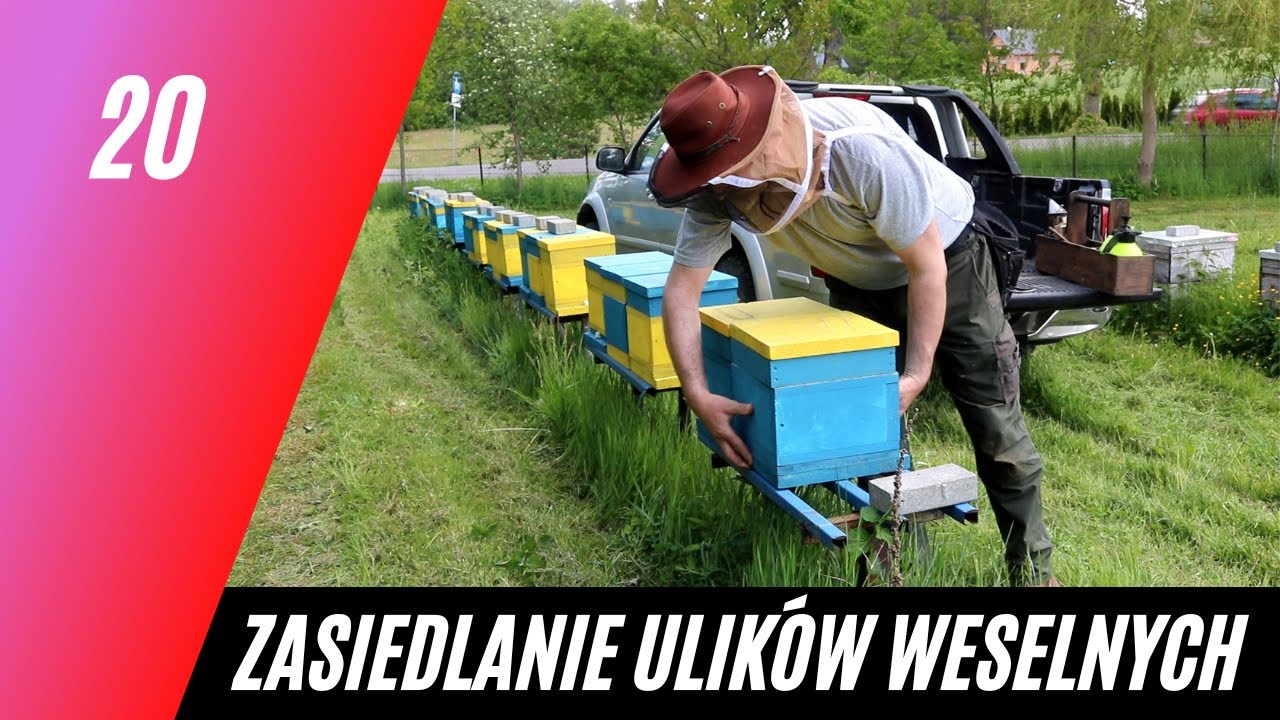 Zasiedlanie mini-plusów na tym samym pasieczysku. PolskiMiodek