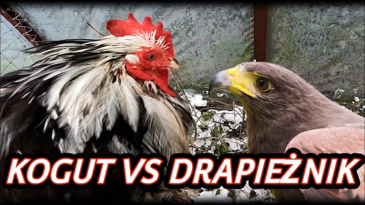 #Kury 🐔 Kogut ratuje stado🐓🐥🦅 Rooster vs Hawk ( 2023 )