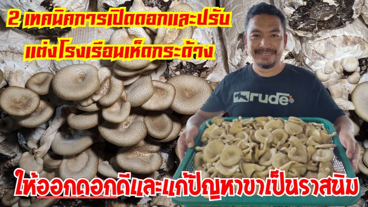 2เทคนิคเปิด #เห็ดกระด้าง #เห็ดบด #เห็ดลม การปรับแต่งโรงเรือนทำให้เห็ดออกดีแก้ปัญหาขาเห็ดเป็นราส้ม