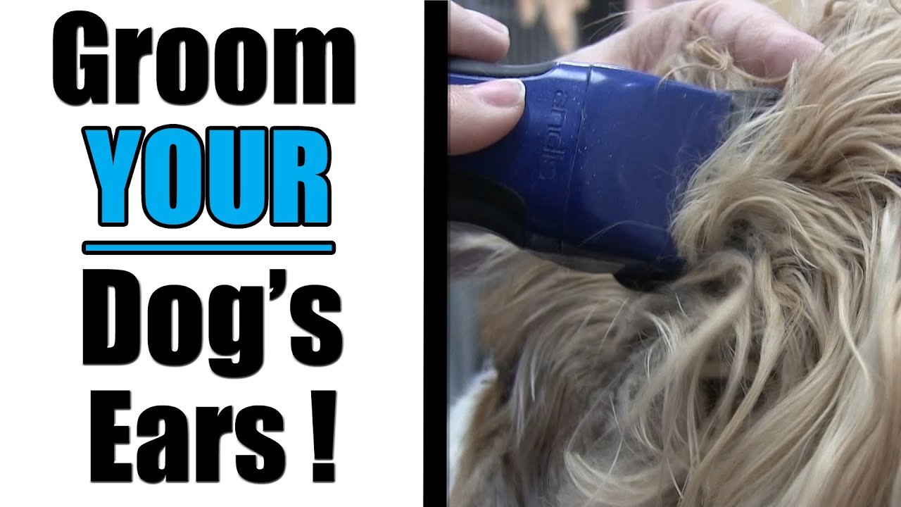 Overgrown Cavalier Spaniel | Ear Grooming Tutorial