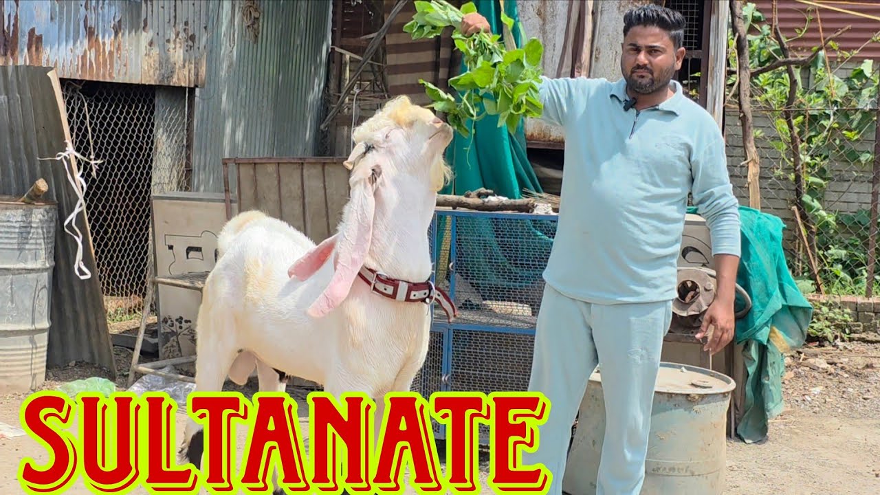 1 Nahi Yeh Chalate Hai 48 Goat Setup In Maharashtra And MP | Sikandar Ki Sultanate | Shah Brothers.