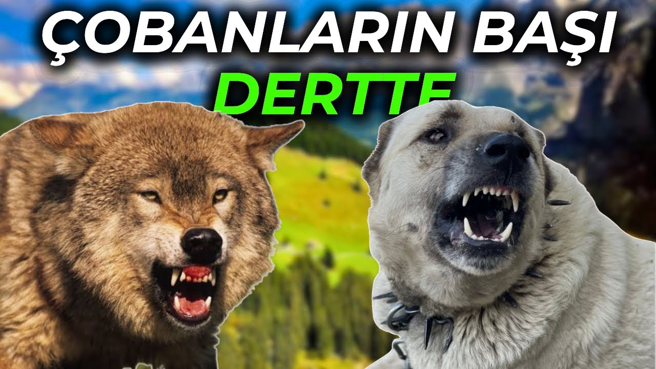 DEV KURTLAR BALIKESİRDE!! ~ EZELİ RAKİBİ KANGAL İLE KARŞI KARŞIYA