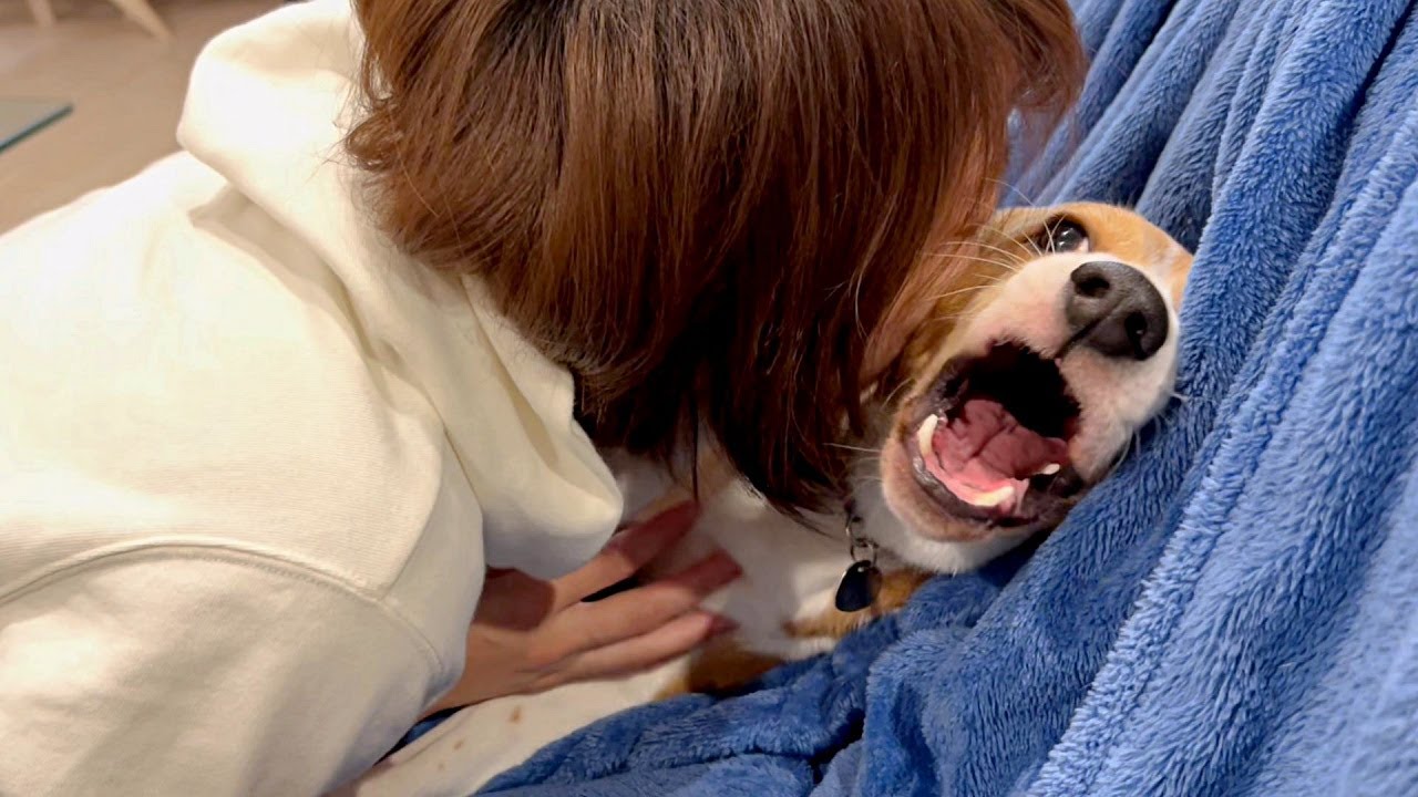なぜかママにはキレるビーグル犬