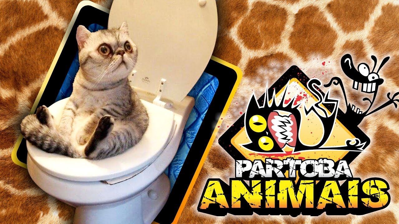 🐶 🐱 ParTOBA Animais
