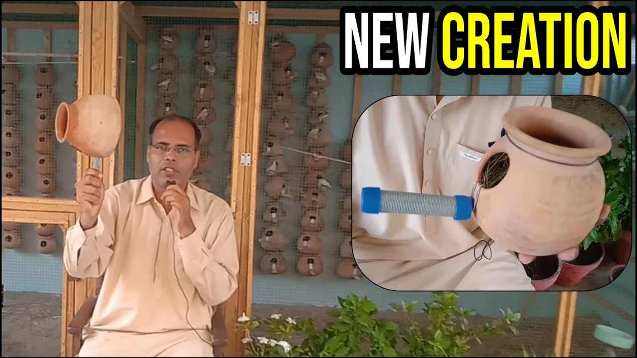 Creation of New Stick System for birds Matki, Colorful & fancy sticks for Matkiyan | Zaheer Birds