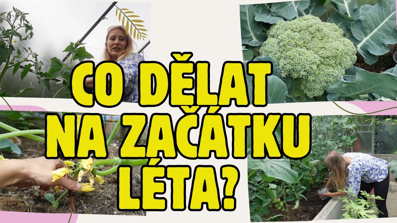 ZAHRADA V LÉTĚ | Okurky, rajčata, papriky, meloun, réva, mrkev | hnojení, nemoci, škůdci, plíseň