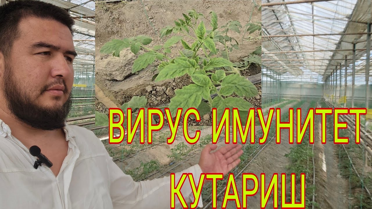 ВИРУСГА КАРШИ КУРАШИШ УЧУН ТАВСИЯЛАР. КУЧАТЛАР ИМУНИТЕТИНИ КУТАРУВЧИ ОЗУКАЛАР