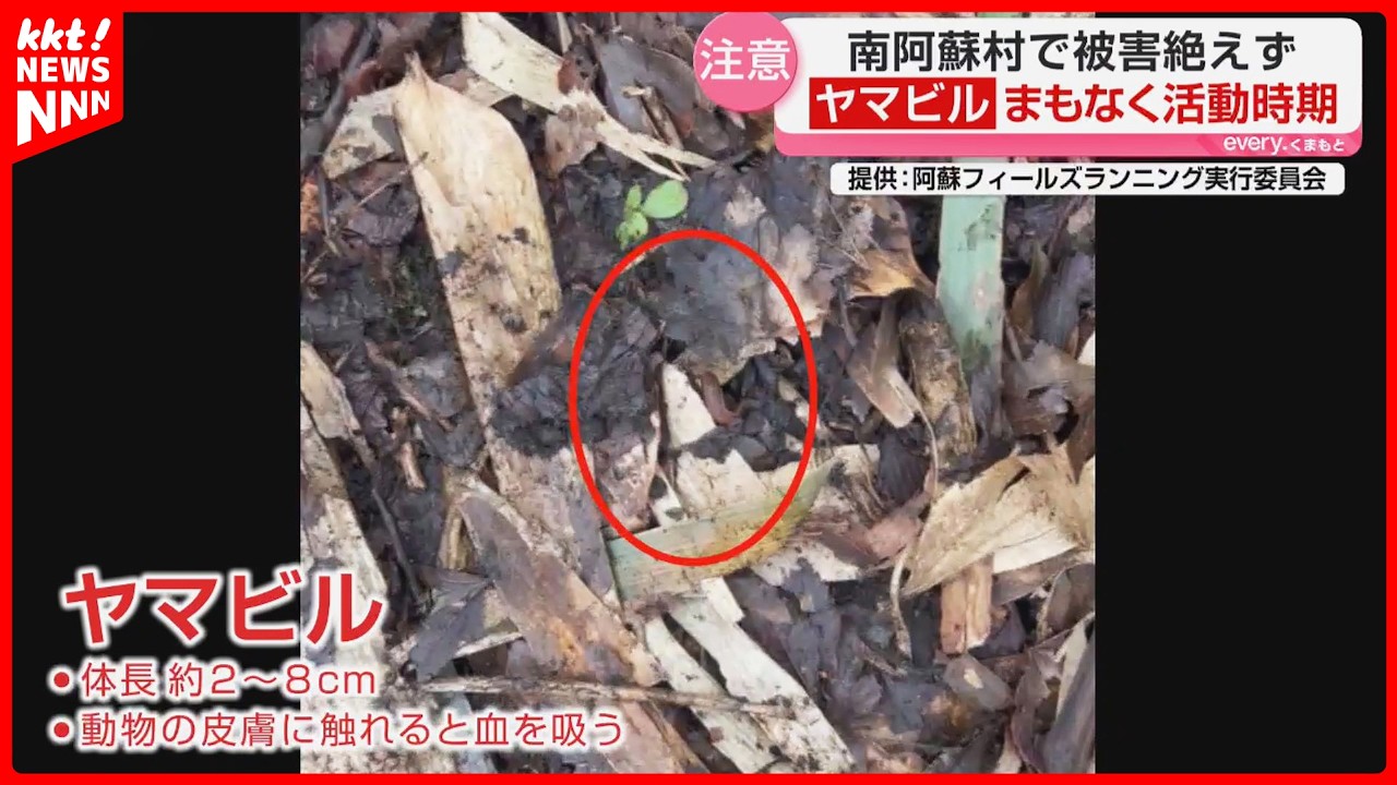 【近年増加】人や動物の血を吸う「ヤマビル」被害… 対策は？