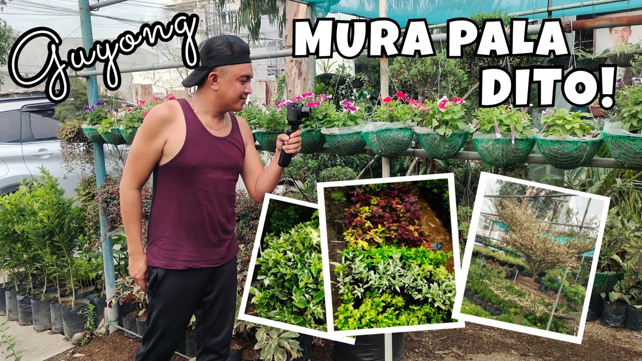VISITING GARDEN SHOP WITH CHEAP & BEAUTIFUL PLANTS IN GUYONG | SUGOD GARDEN
